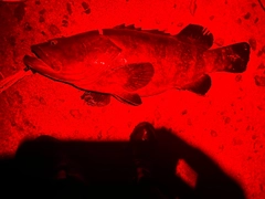 クエの釣果