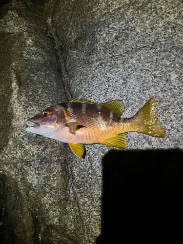 シブダイの釣果