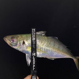 アジ