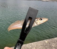 キスの釣果