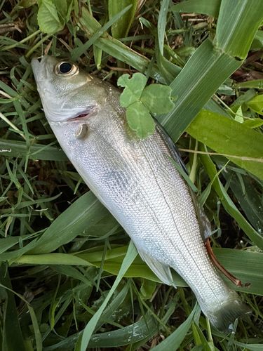 マルスズキの釣果