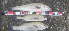 シーバスの釣果