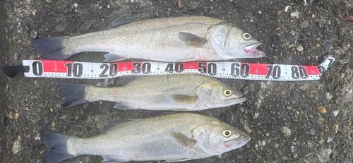 シーバスの釣果
