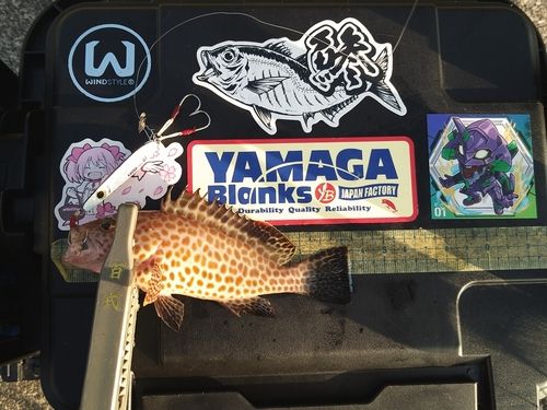 オオモンハタの釣果