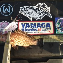 オオモンハタ