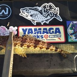アカエソ