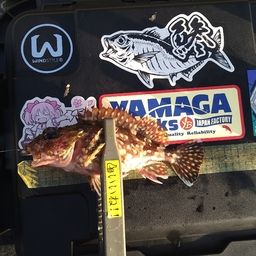 カサゴ
