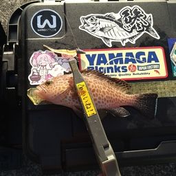 オオモンハタ
