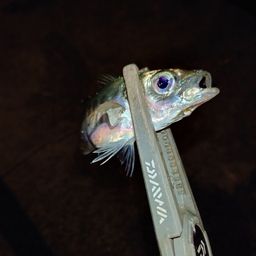 アジ