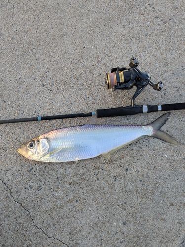 ヒラの釣果