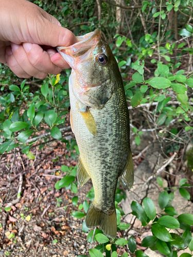 ブラックバスの釣果