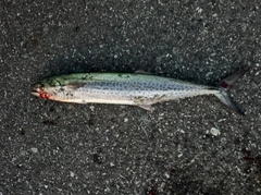 サゴシの釣果