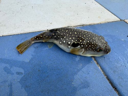クサフグの釣果