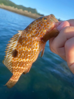 アコウの釣果
