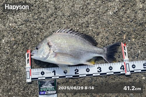 キビレの釣果