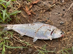 コノシロの釣果
