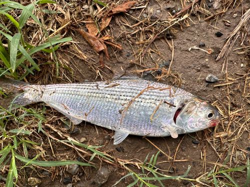 コノシロの釣果