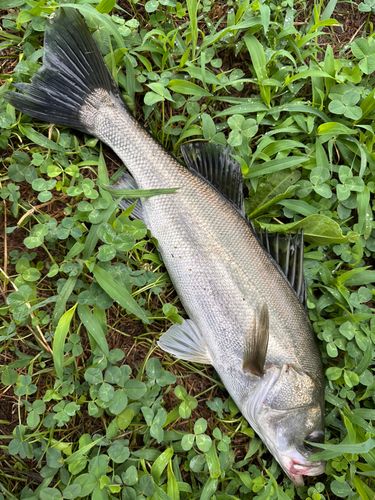 マルスズキの釣果