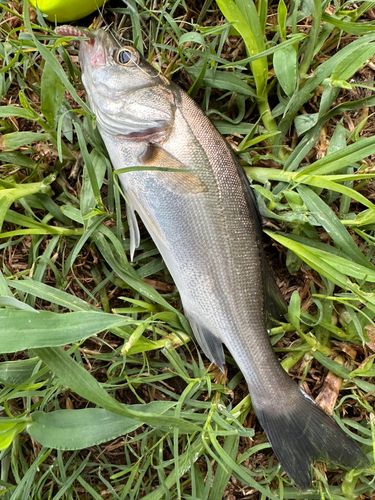 マルスズキの釣果