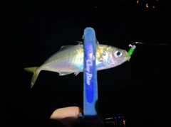 マアジの釣果