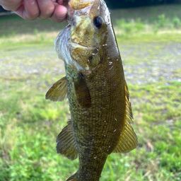 スモールマウスバス