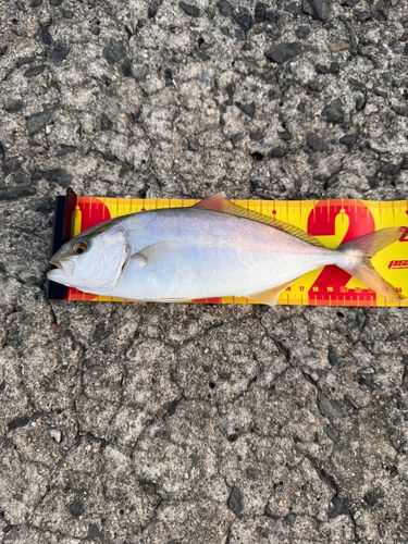 ネリゴの釣果