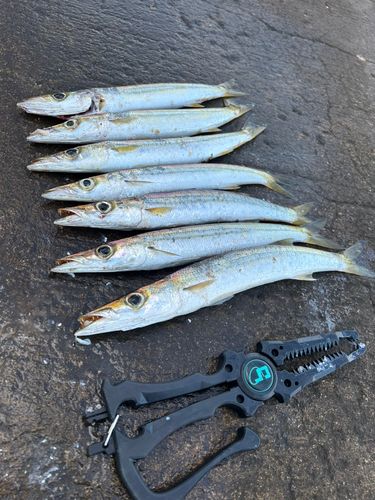カマスの釣果