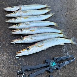 カマス