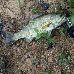 スモールマウスバス