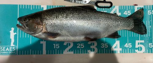 ニジマスの釣果