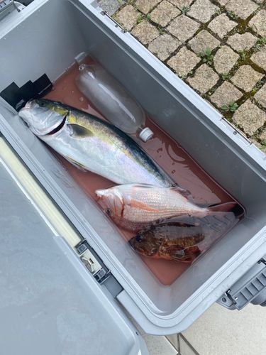 ハナダイの釣果