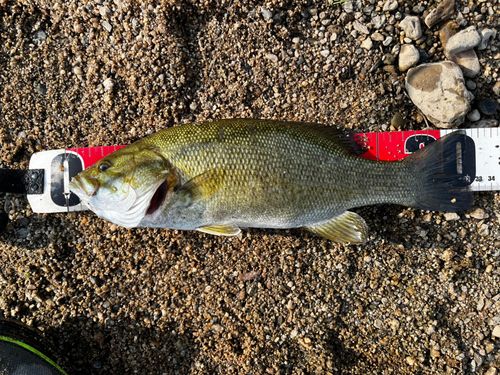 スモールマウスバスの釣果