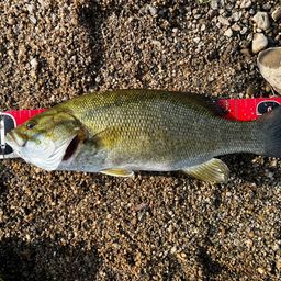 スモールマウスバス