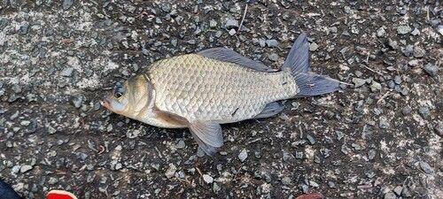 フナの釣果