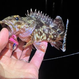 カサゴ