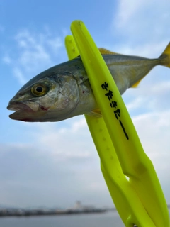 ツバスの釣果