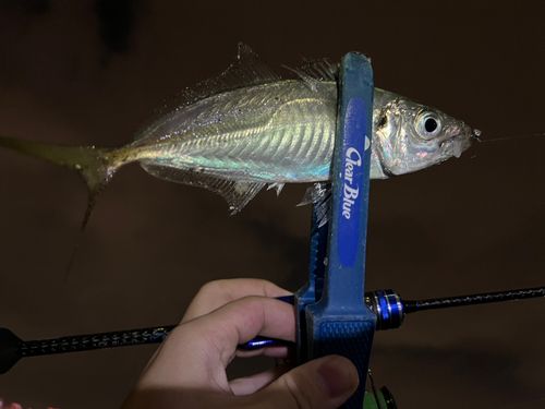 マアジの釣果