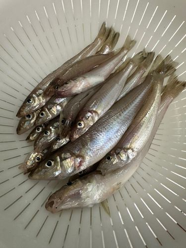 キスの釣果