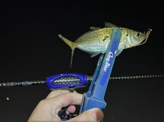 マアジの釣果