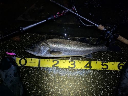 シーバスの釣果