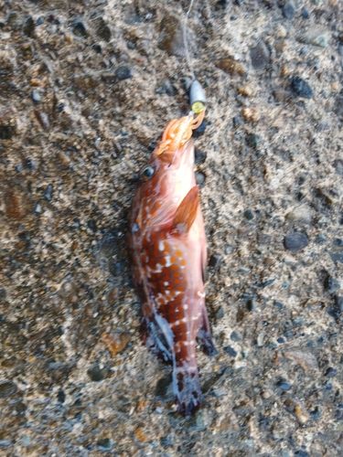 キジハタの釣果