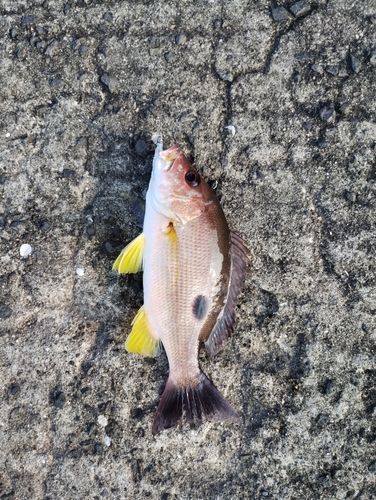 クロホシフエダイの釣果