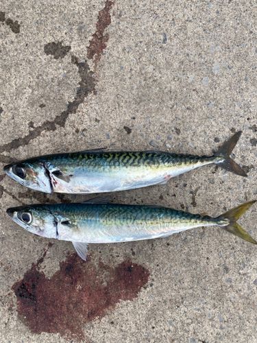 サバの釣果