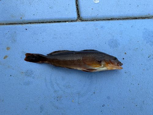 アイナメの釣果