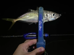 マアジの釣果