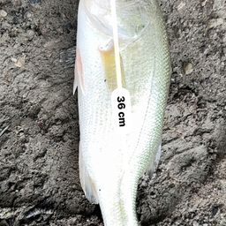 ブラックバス