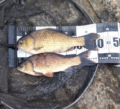 フナの釣果