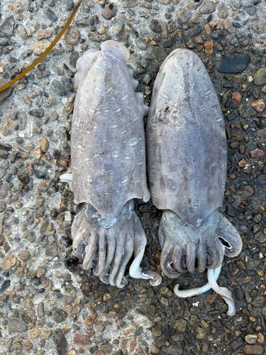 モンゴウイカの釣果