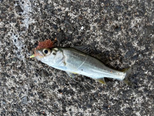ベラの釣果