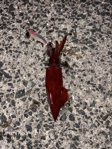 ササイカの釣果